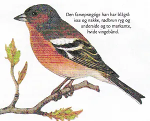 Bogfinke