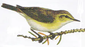 Gransanger